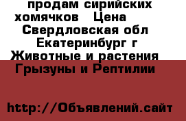 продам сирийских хомячков › Цена ­ 200 - Свердловская обл., Екатеринбург г. Животные и растения » Грызуны и Рептилии   